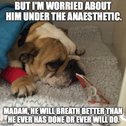 pedigree dogs exposed the blog open letter to uk vets stand up anaesthetic pedigree dogs exposed the blog open letter to uk vets stand up