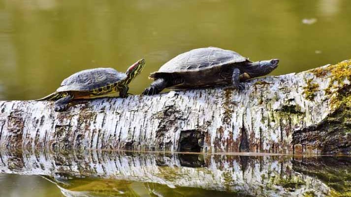 Cara Berkembang Biak Hewan Dan Contohnya Purwomp Com