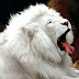 Letest and best Lion HD Wallpapers Lion Desktop Backgrounds,Photos in HD Widescreen High Quality