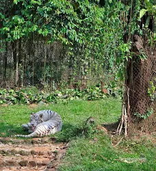 harimau benggala kebun binatang ragunan jakarta