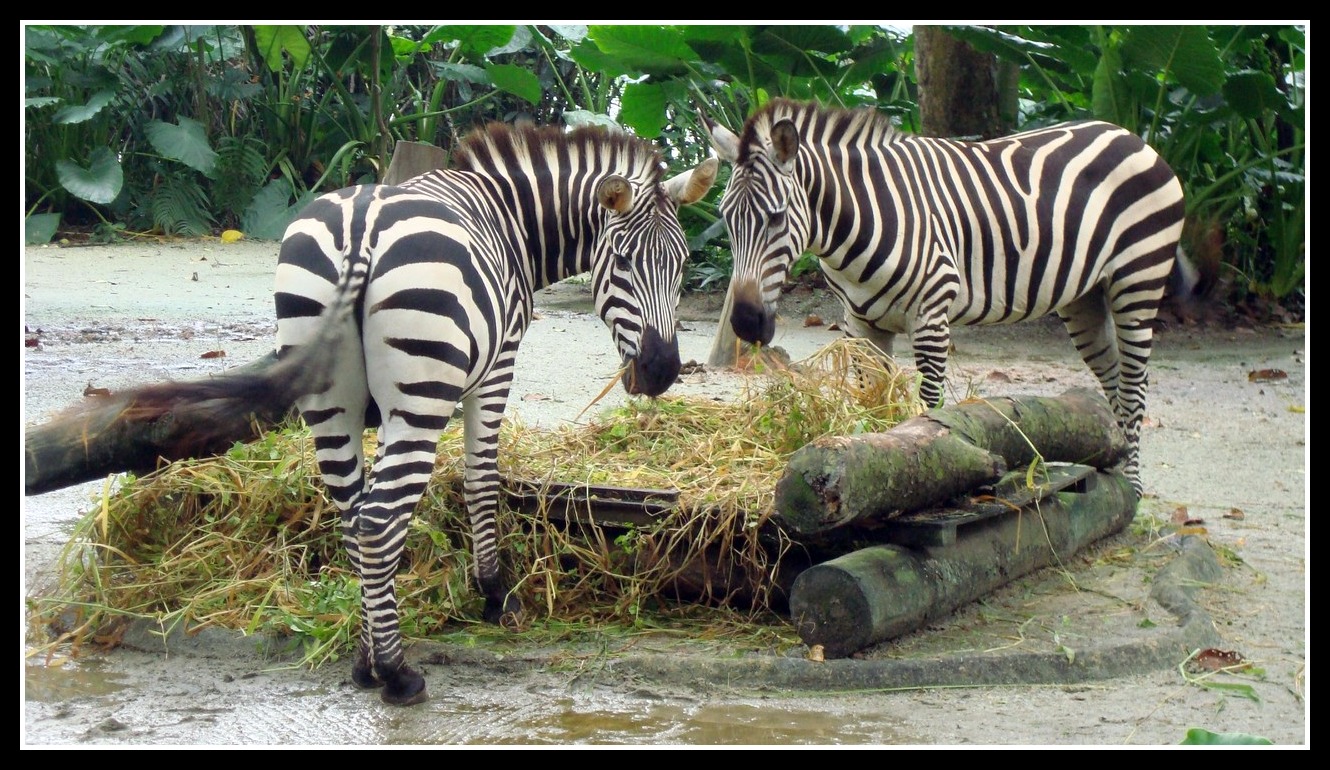 esor's HAEppiness!: Singapore - Day 2 (Singapore Zoo)