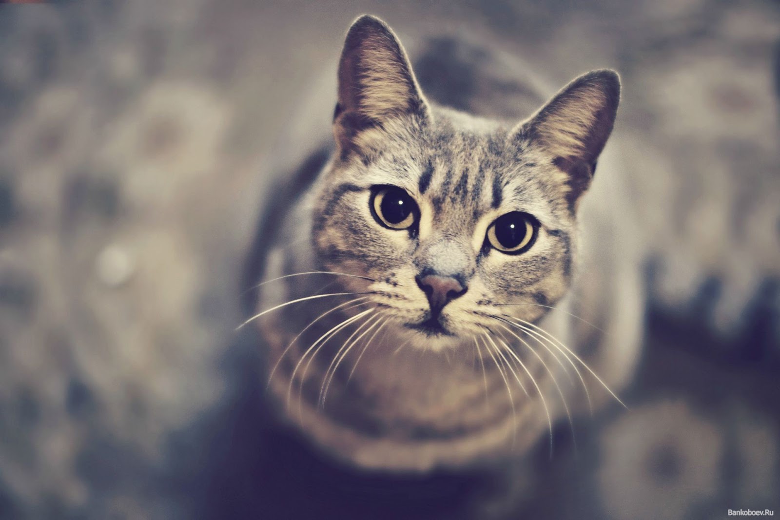 Yogan's Journey to Life: Day 738 Here's a Cat