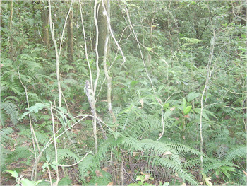 SAN MARCIAL OZOLOTEPEC SAN MARCIAL OZOLOTEPEC 2011