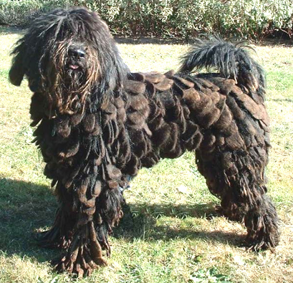 bergamasco shepherd dog, bergamasco shepherd dogs, about bergamasco shepherd dog, bergamasco shepherd dog appearance, bergamasco shepherd dog breed info, bergamasco shepherd dog breed facts, bergamasco shepherd dog behavior, bergamasco shepherd dog color, caring bergamasco shepherd dog, bergamasco shepherd dog characteristics, bergamasco shepherd dog facts, feeding bergamasco shepherd dog, bergamasco shepherd dog history, bergamasco shepherd dog origins, bergamasco shepherd dog temperament, bergamasco shepherd dog, bergamasco shepherd dog as pets