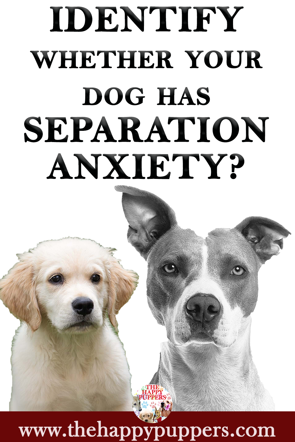 Identify whether your dog has separation anxiety
