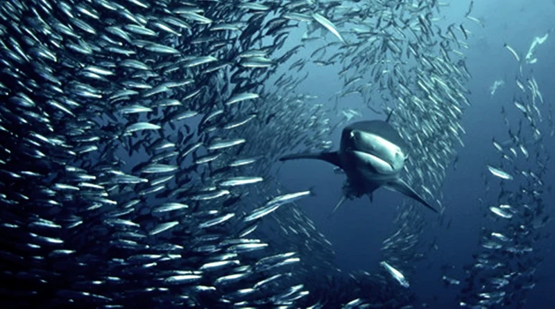 Tubarão nadando ao lado de um cardume de sardinhas