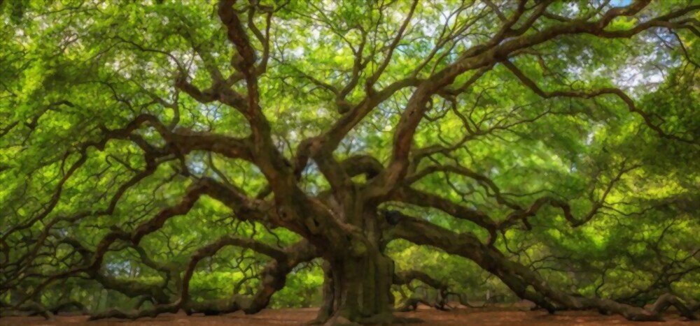 Angel Oak tree: most amazing trees