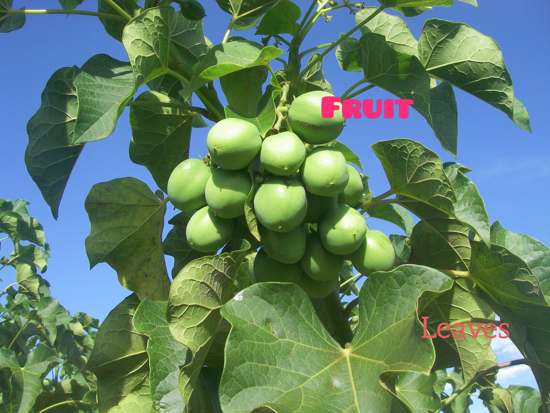 Jatropha Plant Jatropha Curcas Uses Of Jatropha Plant