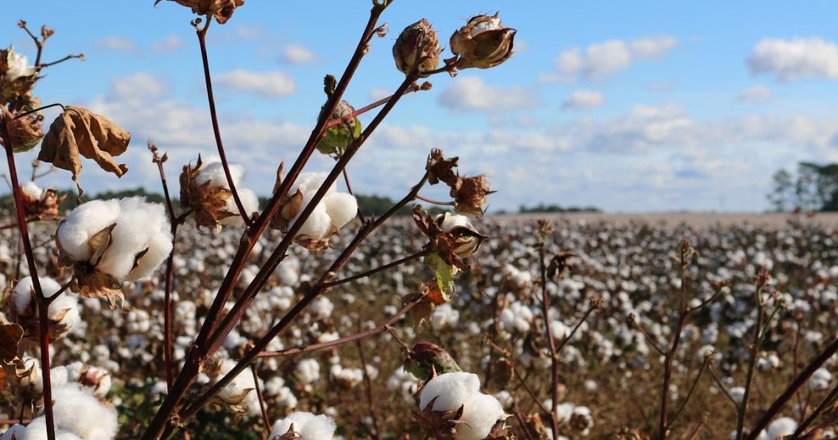 Useful Information On Egyptian Cotton And Why It Is So WellLiked