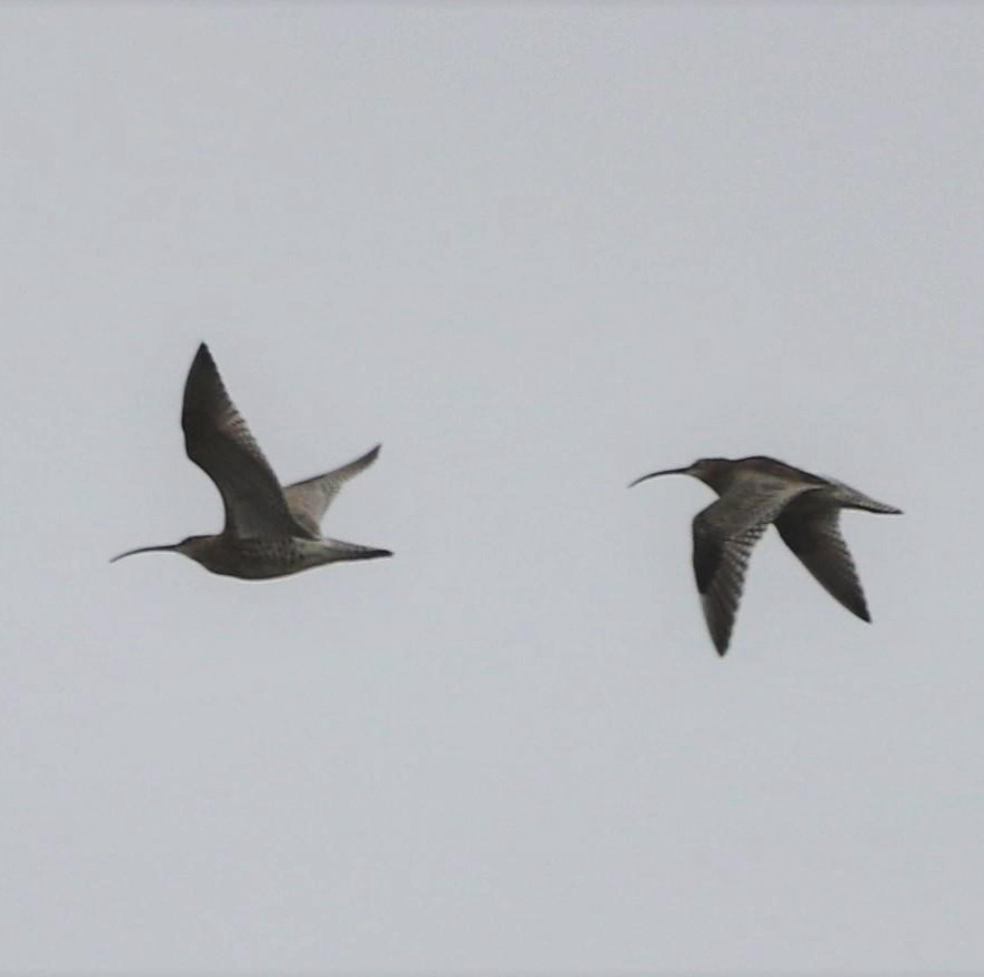 Out4aduck A record of my birding year Channel Wagtail & nervous