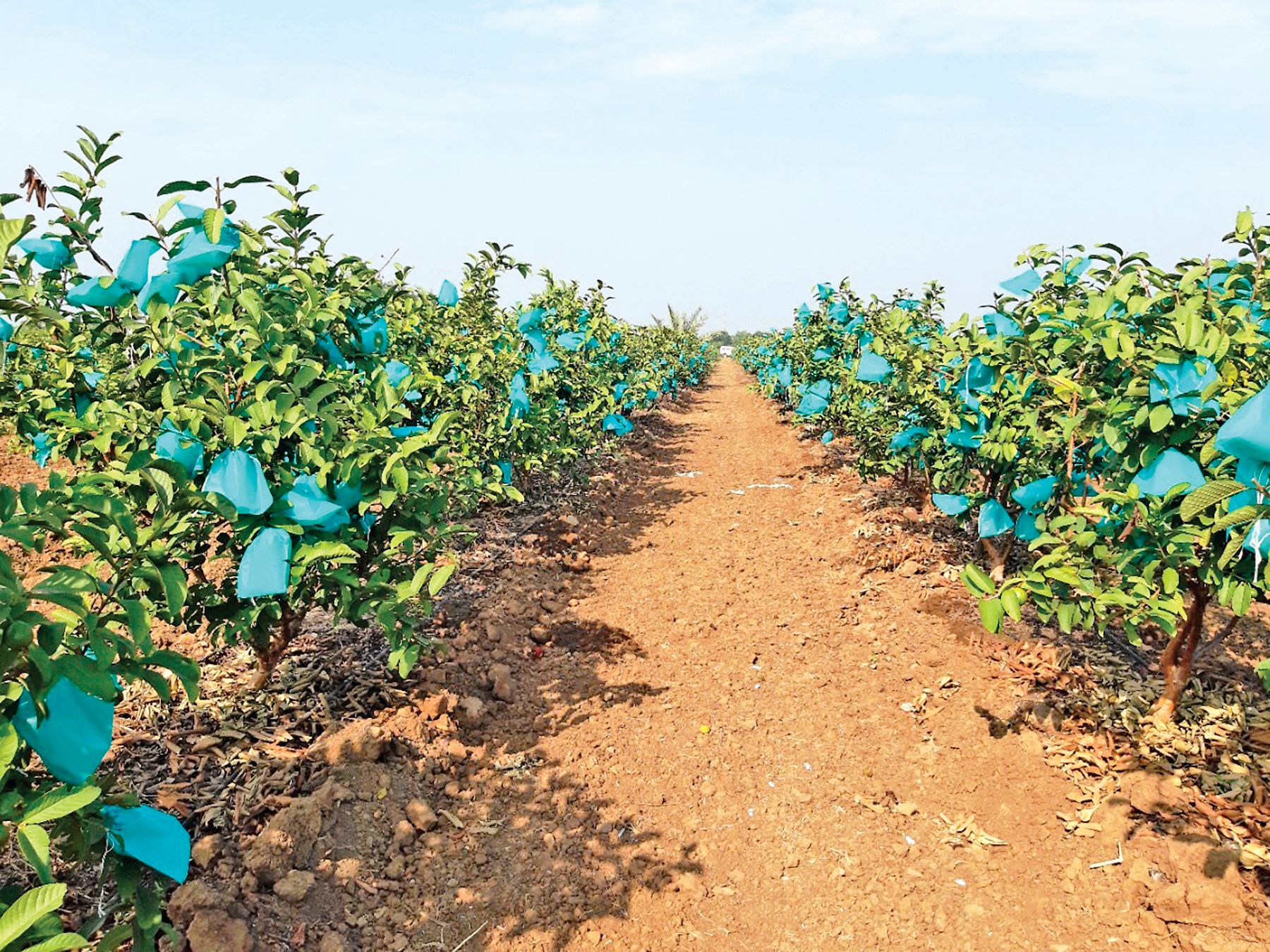 Successful farmer in guava cultivation જામફળની ખેતીમાં સફળ ખેડૂત