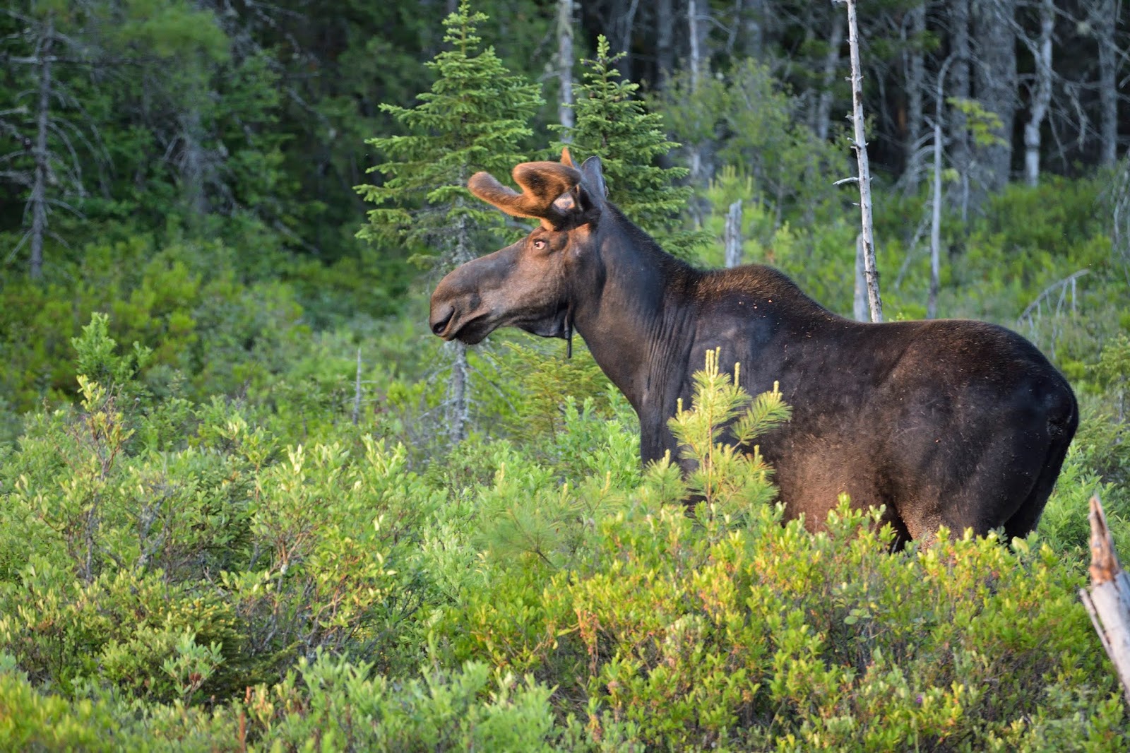 Katahdin, The Maine North Woods and Florida Maine Moose