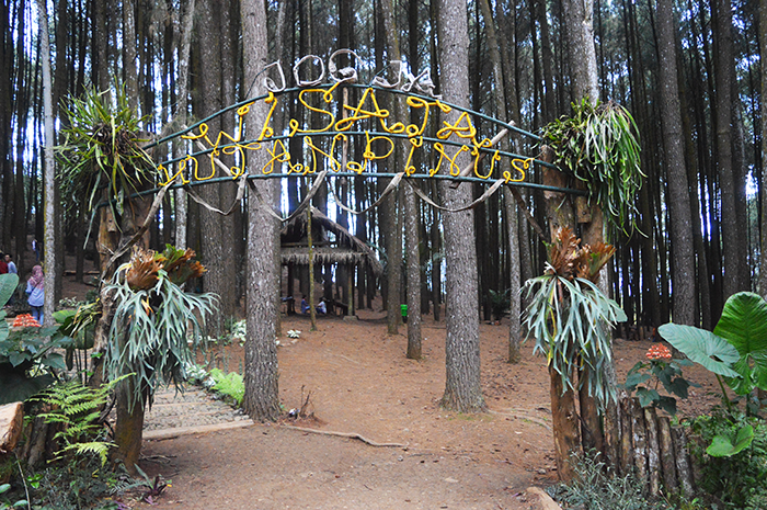 Lokasi Hutan Pinus Yogyakarta, Alamat Hutan Pinus Jogja