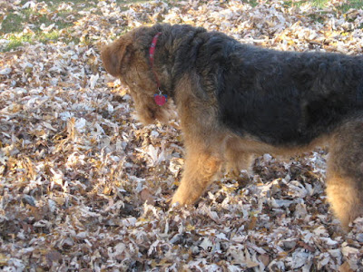 Airedale Hannah playing in the leaves