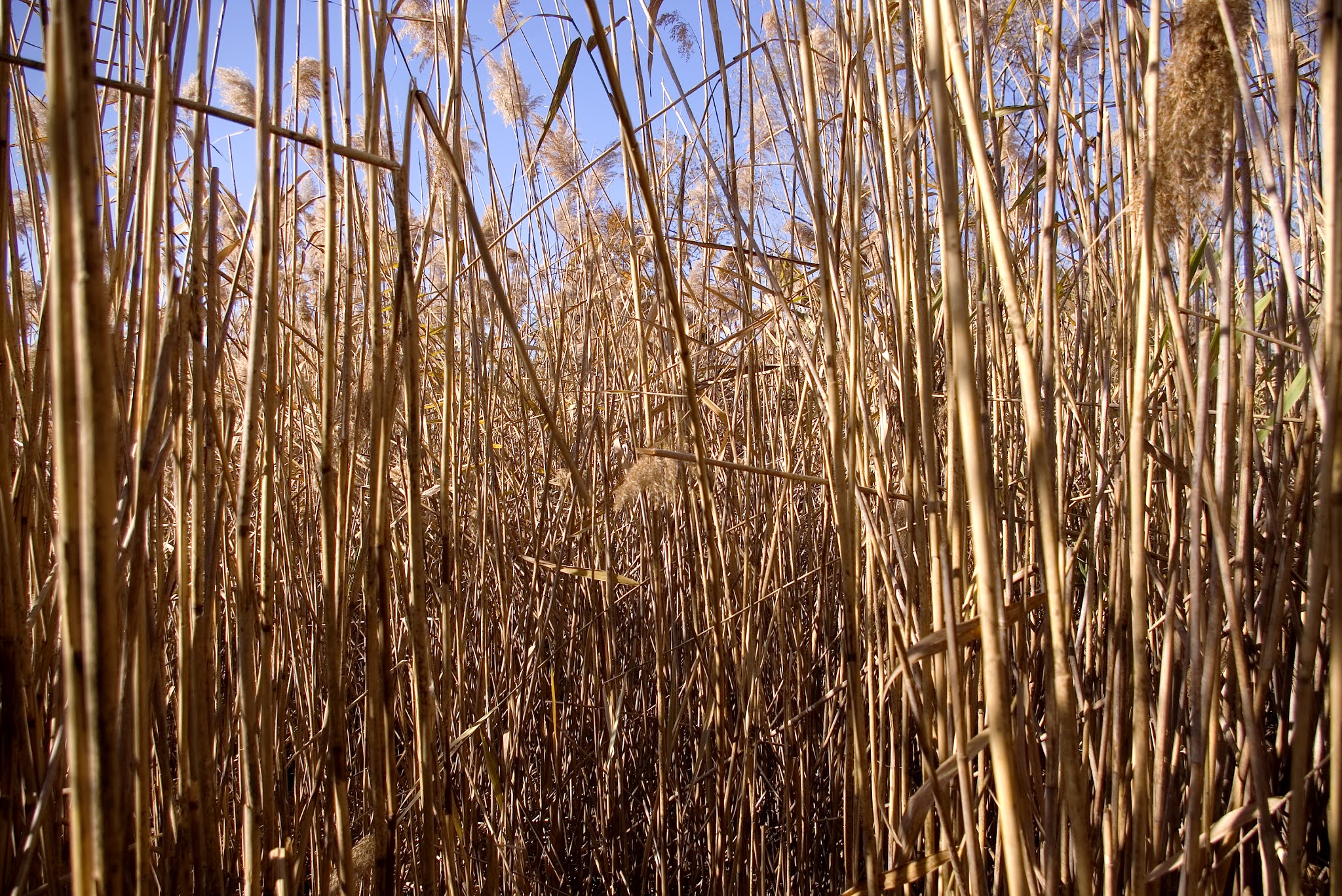 NEW SAVANNA Three views of grass ZOOM