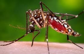 BS Nigerian Professor decries killing of mosquitoes, says they are our friends