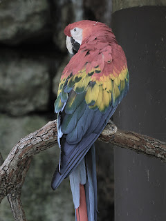 Macaw + Grayscale Gradient; Mode Saturation; Opacity 50%