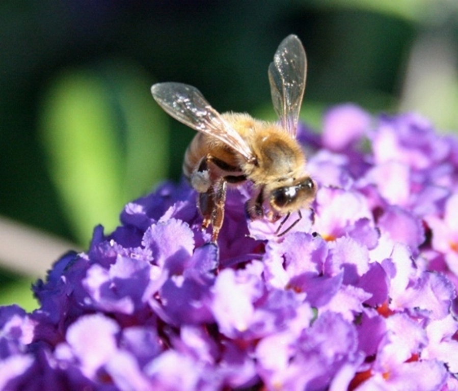 The Flower Bin Time to prune butterfly bushes
