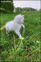 Funny Kitten GIF • Innocent and cute kitten wants to play with confused chicks but they don't understand what happens