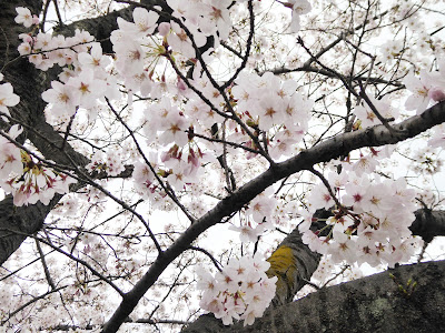 交野市・妙見河原の桜