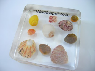 Custom made paperweight containing several seashells