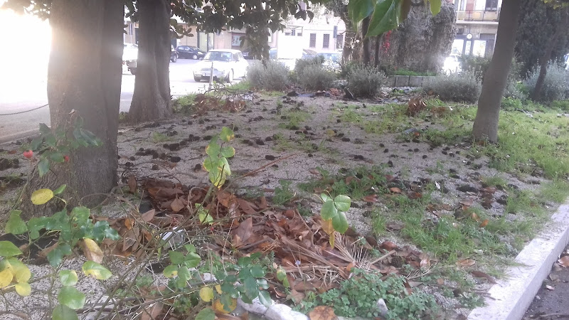 Piazza San Francesco all'abbandono, alberi senza potature-