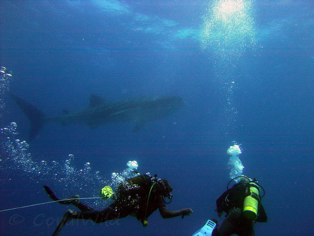 Coral Wild - A Safari Guides Diary: Diving our East Coast