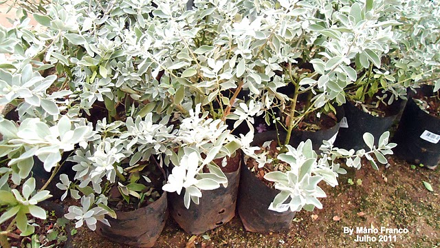 Meu Cantinho Verde: FOLHA-DE-PRATA - ( Leucophyllum frutescens )