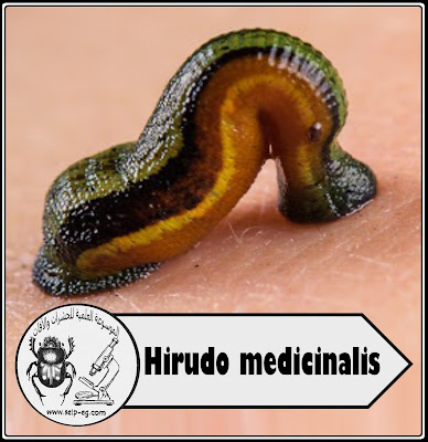 تغذية العلق الطبي Hirudo medicinalis