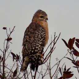 Buteo lineatus - Red-shouldered Hawk