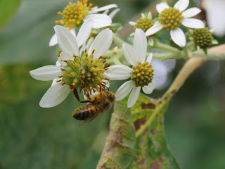 fotografia de abeja