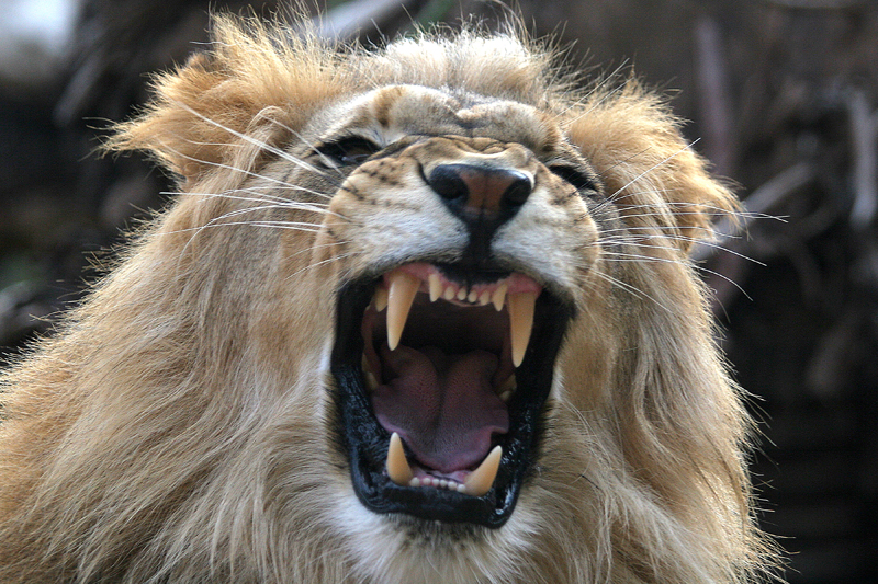 Animal Teeth ANIMAL TEETH