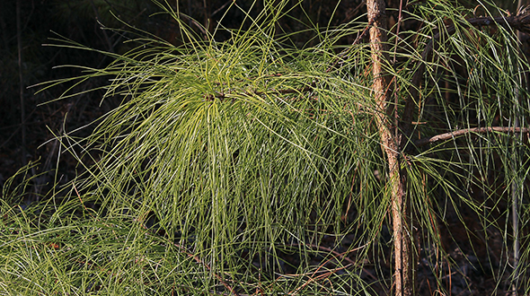 Fusiform rust disease easily infects loblolly pines