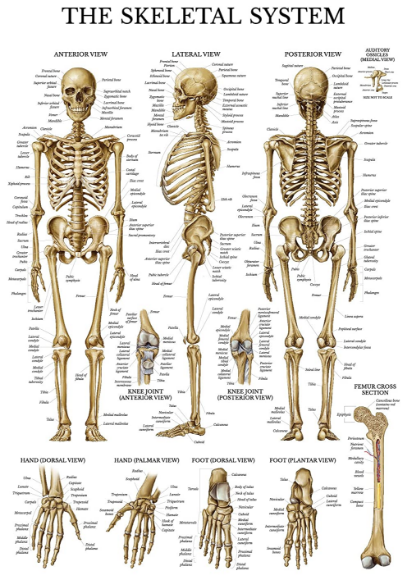 Anatomi Tulang Manusia Lengkap Dalam Bahasa Medis - Anatomi Tutorial