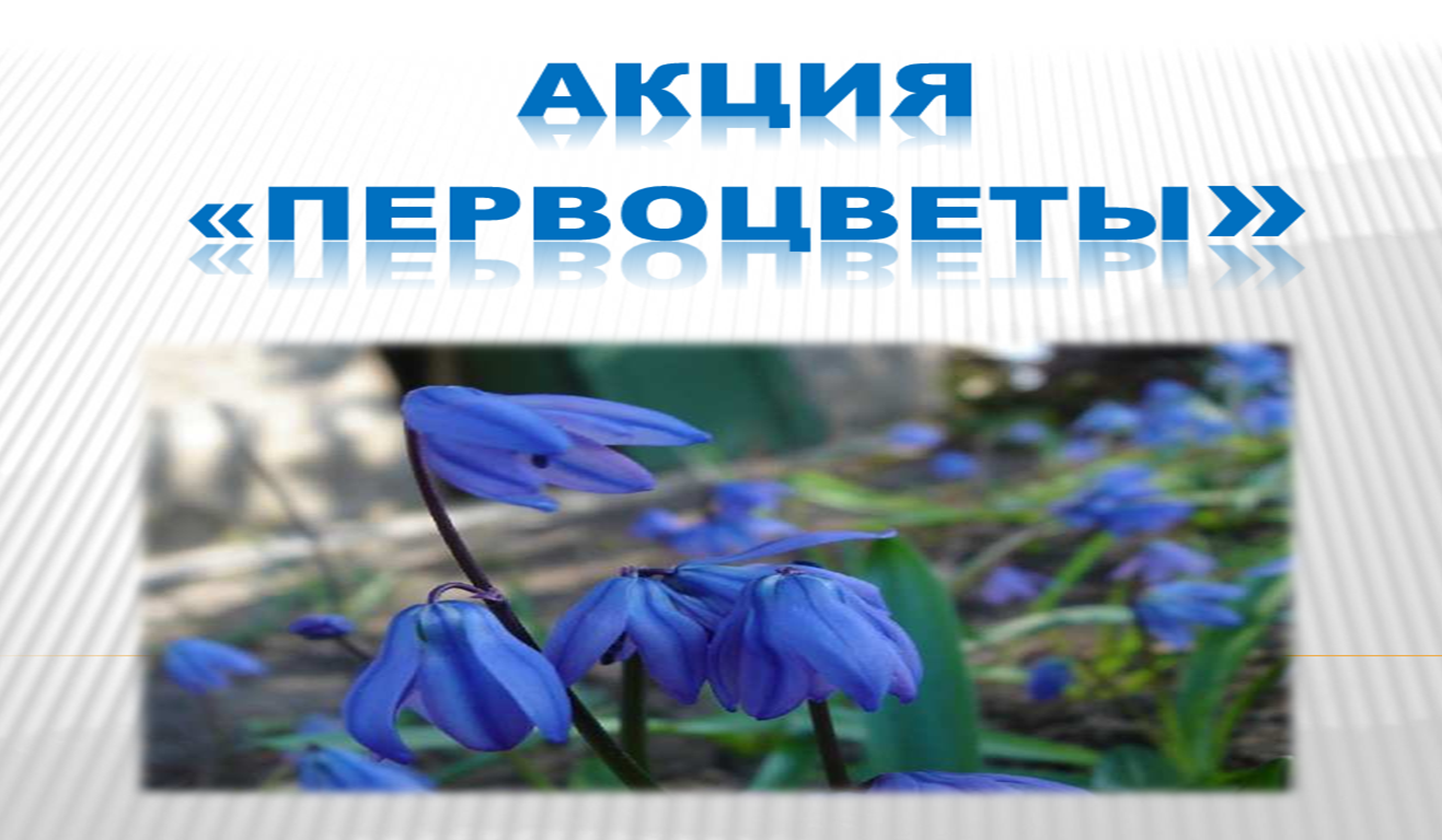акция берегите первоцветы. защита первоцветов. надпись первоцветы. акция сохраним первоцветы. акция первоцветы.
