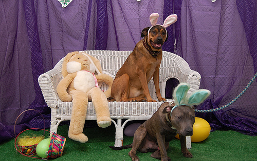 Photos: Adorable Pets Celebrate Easter