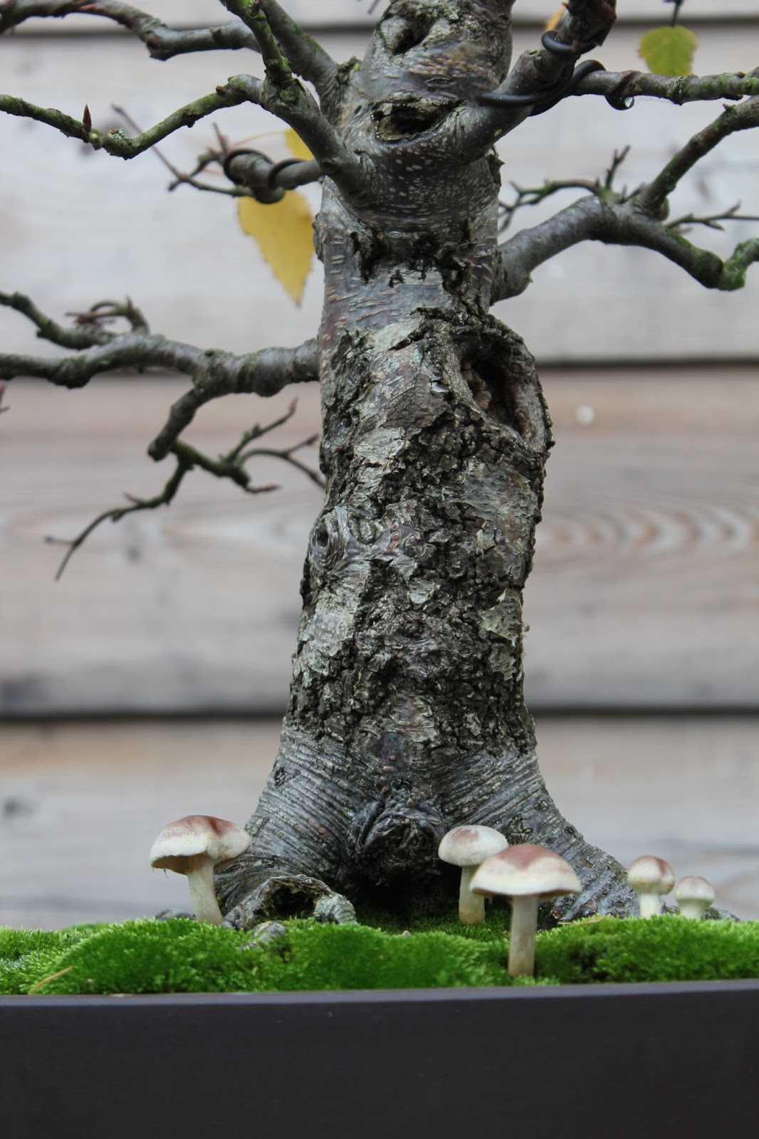 Bonsai en Bogen Mushrooms