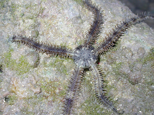 Ophiurida Ophiurida