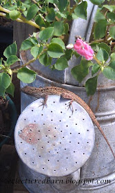 Eclectic Red Barn: Gecko sunning on the end of a watering can
