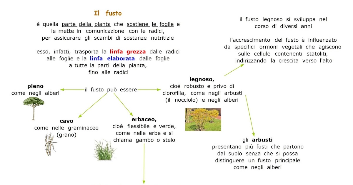 Paradiso delle mappe Il fusto