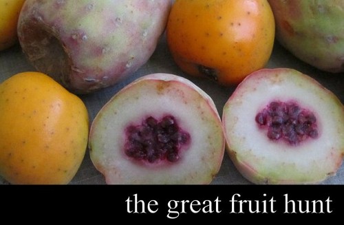 the great fruit hunt