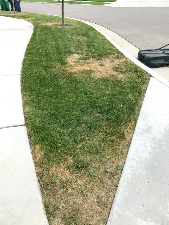 How to Green Up your Grass + Destroy Weeds & Kill Grubs