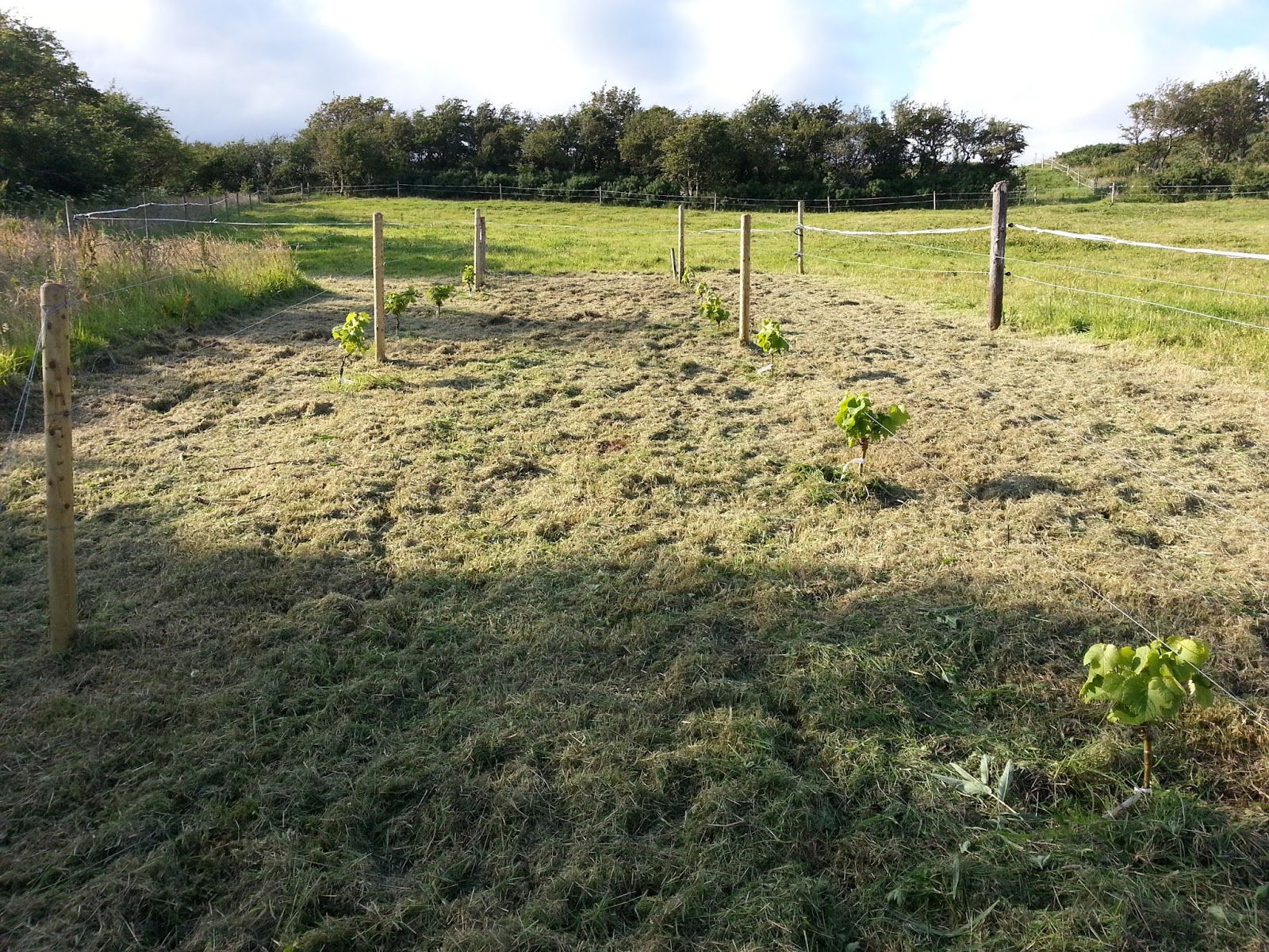 Viticulture in Ireland Grapes on the vine!