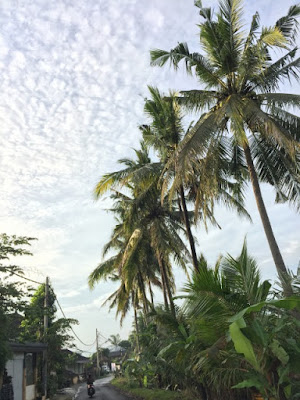椰子の木と村の道