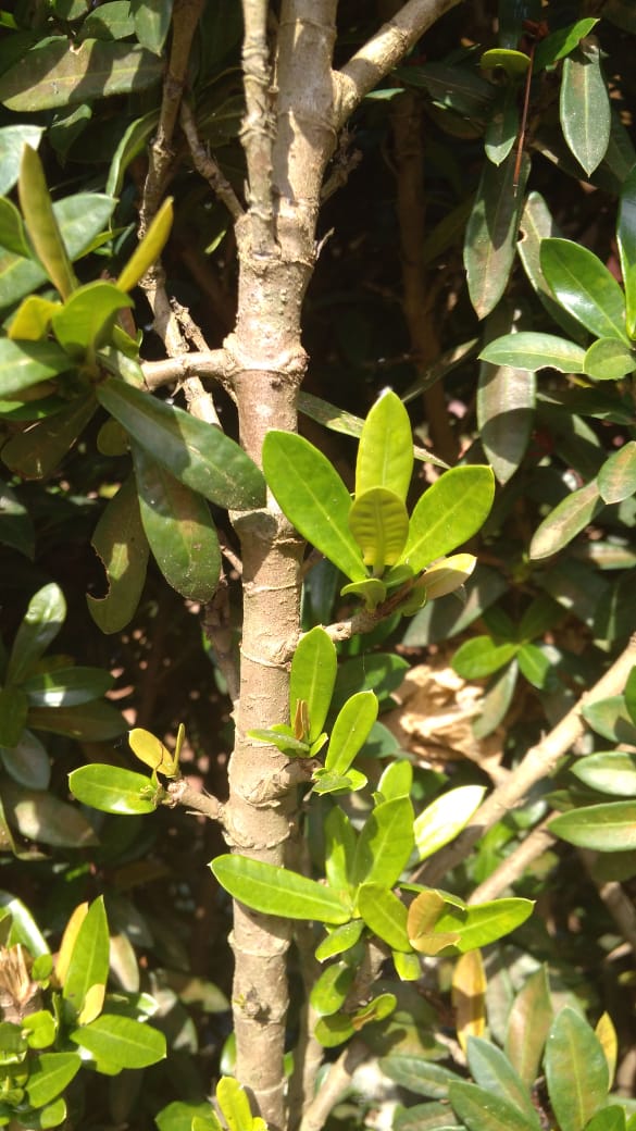 Morfologi Tanaman Asoka (Ixora gradiflora L.)