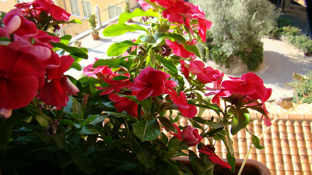 Catarantus, vinca o pervinca (Catharanthus roseus (L.) G.Don.).