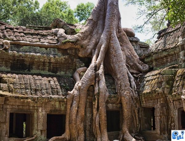 Top 20 Beautiful And Amazing Tree House Wallpapers,Pics Top 20 Beautiful And Amazing Tree House Wallpapers,Pics