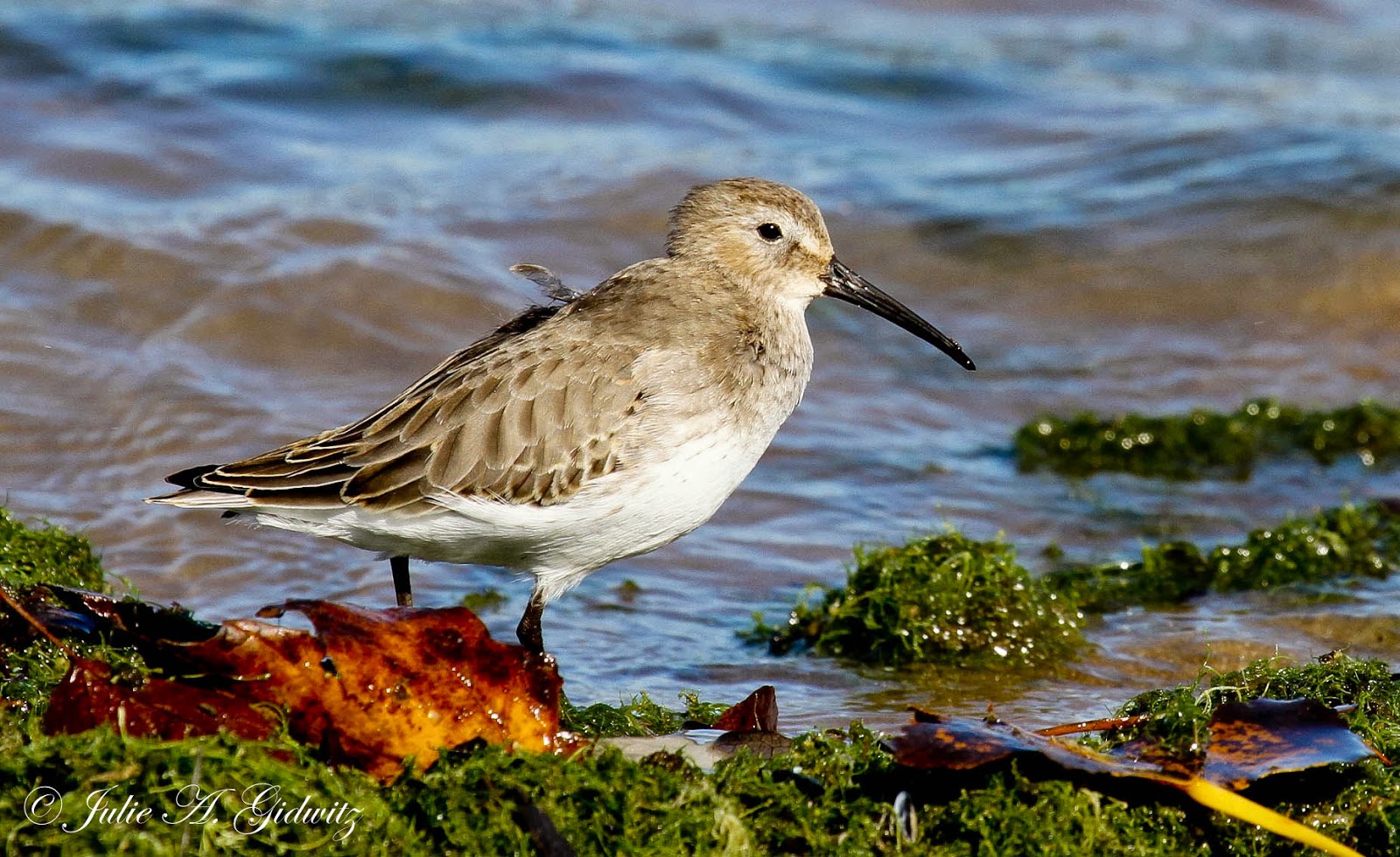 Birding Is Fun! Lake Michigan Shoreline Birding