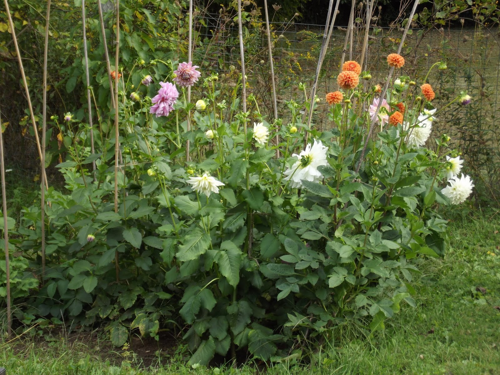 The Old Granite Step Putting the dahlias to bed for the winter. Part II