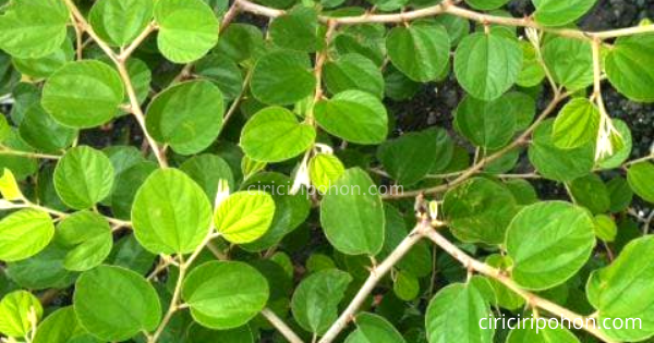 Cara Membuat Pestisida Pengusir Ulat Tanah Yang Merusak Pohon Bidara Ciriciripohon Com